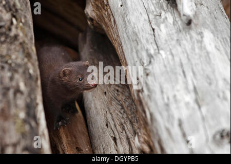 Eine junge Mink (Neovison Vison), Elizabeth Island, Alaska, Vereinigte Staaten Stockfoto