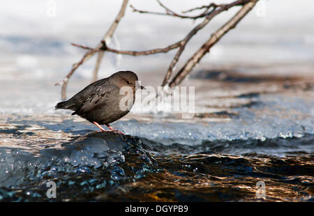 Ein American Dipper oder Wasser Ouzel (Cinclus Mexicanus), Quartz Creek, Alaska, Vereinigte Staaten Stockfoto