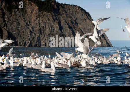 Glaucous geflügelte Möwen (Larus Glaucescens) füttern bei Gore Punkt, Alaska Stockfoto