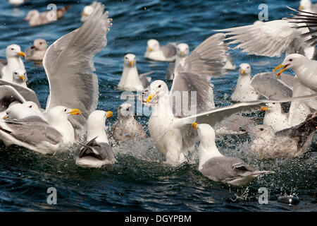 Glaucous geflügelte Möwen (Larus Glaucescens) ernähren sich von Hering in den Golf von Alaska Stockfoto