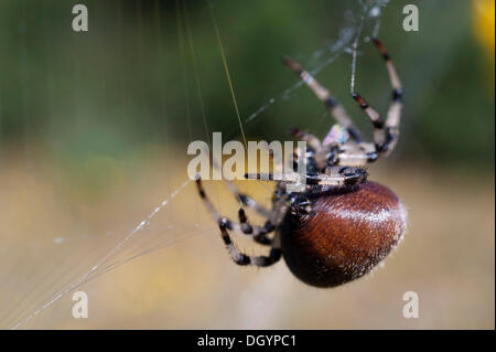 Ein Orb Weaver Spider (Araneidae) spinnt ihr Netz, Alaska Stockfoto