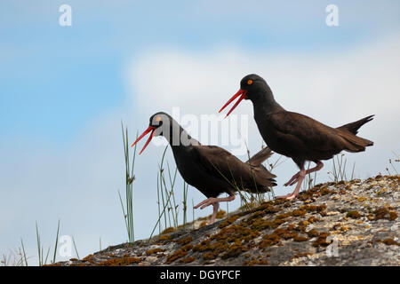 Zwei schwarze Austernfischer (Haematopus Bachmani) tun einen Tanz, Prince William Sound, Alaska, Vereinigte Staaten von Amerika Stockfoto