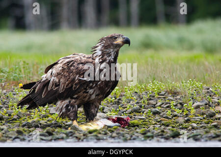 Eine unreife Weißkopfseeadler (Haliaeetus Leucocephalus) ernährt sich von Lachs, Alaska, Vereinigte Staaten Stockfoto