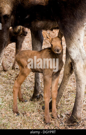 Elch Kalb stehend zwischen den Beinen Mutter (Alces Americanus), Anchorage, Alaska, Vereinigte Staaten Stockfoto