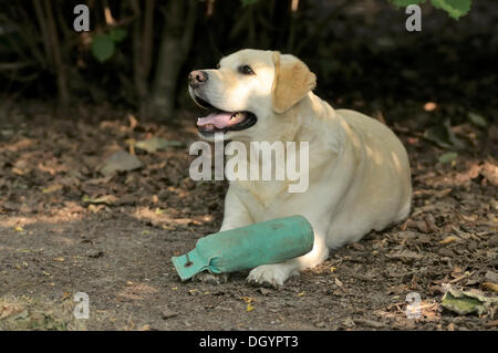 Blonde Labrador-Retriever mit einem Dummy auf seine Pfoten auf dem Boden liegend Stockfoto