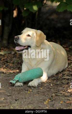Blonde Labrador-Retriever mit einem Dummy auf seine Pfoten auf dem Boden liegend Stockfoto