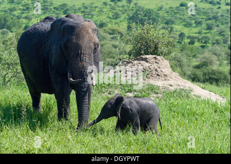 Weiblichen afrikanischen Elefanten (Loxodonta Africana) mit Baby im Tarangire Nationalpark, Tansania Stockfoto