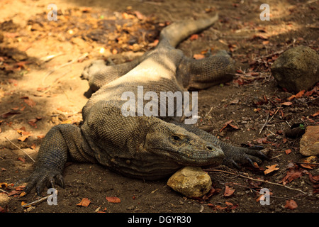 Nahaufnahme von Komodo Waran (Varanus komodoensis) ausgestreckt auf dem Boden aufliegt, Stockfoto