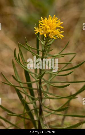 Goldlöckchen Aster Aster Linosyris, seltene UK Pflanze wächst auf Kalkstein, Berry Kopf, Devon. Stockfoto