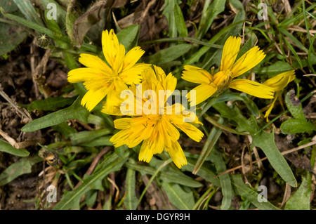 Geringerem Hawkbit, Leontodon Inselbogens, blühen in Grünland im Herbst. Hants Stockfoto