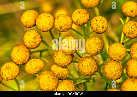 Gelben Blüten mit Ölfarbe Effekt Stockfoto