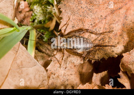 Weibliche Holz-Cricket, Wurf Nemobius Sylvestris unter Blatt im New Forest. Stockfoto