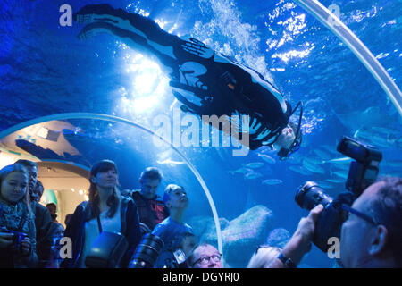 Berlin, Deutschland. 28. Oktober 2013. Kopf-Aquarianer Martin Hänsel trägt eine Halloween Skelette Kostüm als He Tauchgänge mit Haien und Rochen im Sea Life Center in Berlin, Deutschland, 28. Oktober 2013. Foto: MAURIZIO GAMBARINI/Dpa/Alamy Live News Stockfoto