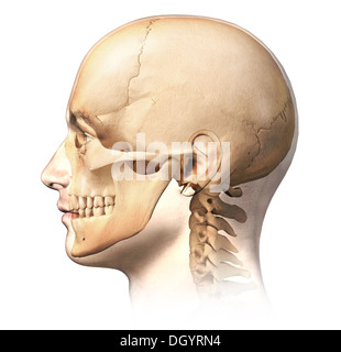 Menschlichen Männerkopf mit Schädel im Ghost-Effekt, Seitenansicht. Anatomie-Image, auf weißem Hintergrund mit Beschneidungspfad. Stockfoto