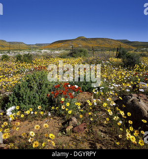 Nach guten Regen verwandelt sich das Biedouw Valley in einem floralen Königreich Stockfoto