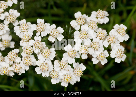 Nahaufnahme der Blüten der Schafgarbe, Achillea Millefolium. Wiese, Dorset. Stockfoto