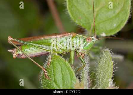 Männchen lang-winged Conehead, Conocephalus verfärben, Bush-Cricket im Herbst. Dorset. Stockfoto