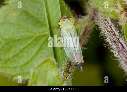 Grüne Blatt-Trichter, Cicadella viridis Stockfoto