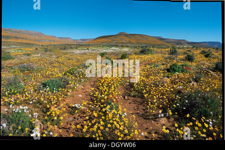 Frühling im Biedouw Valley, Westkap Stockfoto