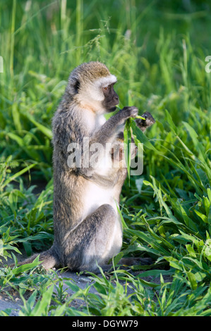 Vervet Affe (Chlorocebus Pygerythrus) mit Baby Essen Gras im Tarangire Nationalpark, Tansania Stockfoto