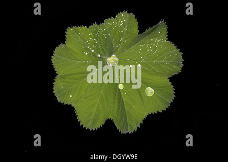 Lotus-Effekt auf Alchemilla Blatt Stockfoto