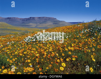 Frühling im Biedouw Valley, Westkap Stockfoto