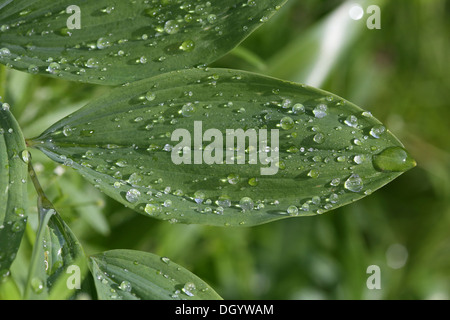 Lotus-Effekt auf Solomons Siegel Blatt Stockfoto