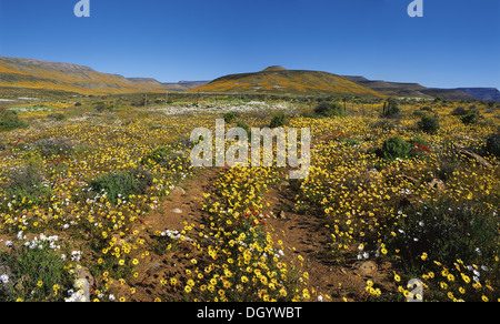 Frühling im Biedouw Valley, Westkap Stockfoto