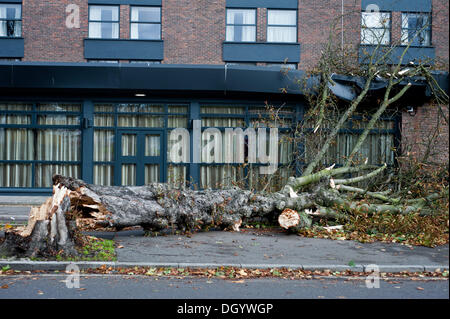 London, UK - 28. Oktober 2013: ein umgestürzten Baum getroffen das Dach das Double Tree Hotel by Hilton in Ealing, als die Stadt von dem Sturm getroffen wird. Der Sturm, genannt St. Jude, brachte das windigste Wetter Großbritannien seit 1987 getroffen. Bildnachweis: Piero Cruciatti/Alamy Live-Nachrichten Stockfoto