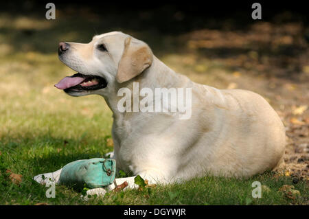 Blonde Labrador-Retriever mit einem Dummy auf seine Pfoten auf dem Boden liegend Stockfoto
