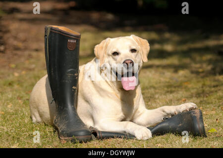 Blonde Labrador-Retriever Gummistiefel liegend Stockfoto