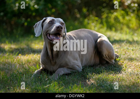 Weimaraner auf einer Wiese liegend Stockfoto