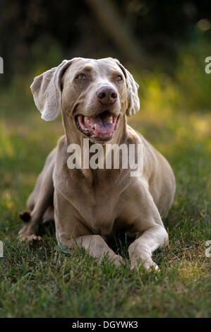 Weimaraner auf einer Wiese liegend Stockfoto