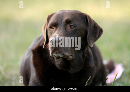 Brauner Labrador Retriever liegend auf dem Rasen etwas zu beobachten Stockfoto