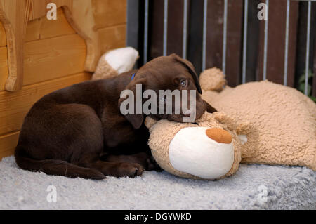 Brauner Labrador Retriever, Welpe, liegend auf einem Plüschtier Stockfoto