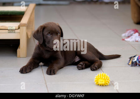 Brauner Labrador Retriever, Welpe, liegend auf Fliesen Stockfoto