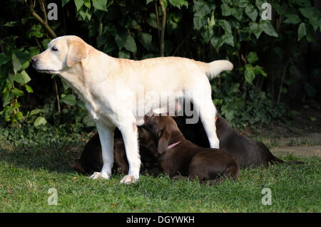 Blonder Labrador Retriever Spanferkel braune Labrador Retriever Welpen Stockfoto