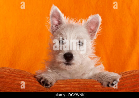 West Highland White Terrier Welpen, 4 Monate, mit Blick auf eine orange Kissen Stockfoto