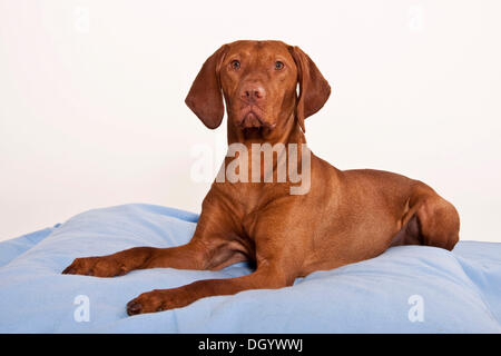 Magyar Vizsla, liegend Stockfoto