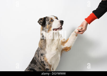 Mischlingshund zu einem Mann Pfötchen geben Stockfoto