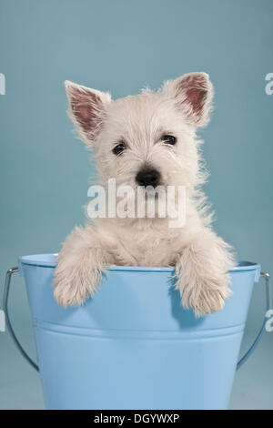 West Highland White Terrier Welpen, sitzen in einem blauen Eimer Stockfoto