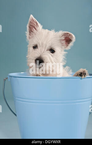 West Highland White Terrier Welpen, sitzen in einem blauen Eimer Stockfoto