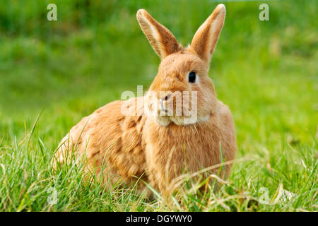 Roter Zwerg Kaninchen auf einer Wiese Stockfoto