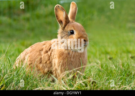 Roter Zwerg Kaninchen auf einer Wiese Stockfoto