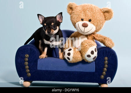 Chihuahua Welpen und Teddybär auf sofa Stockfoto