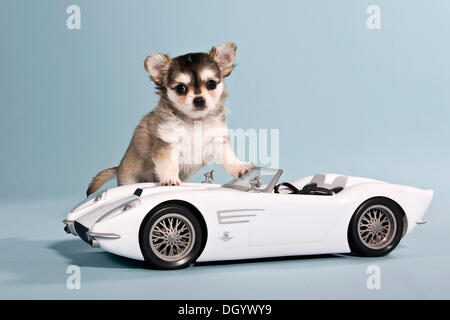 Chihuahua Welpen und Modell Auto Stockfoto