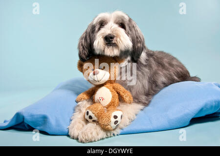 Bearded Collie, liegend auf einer Decke mit einem Teddybär Stockfoto