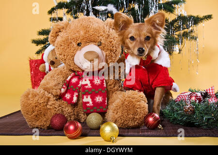 Mischling Hund trägt ein Weihnachtskostüm sitzt neben einem Teddybär Stockfoto