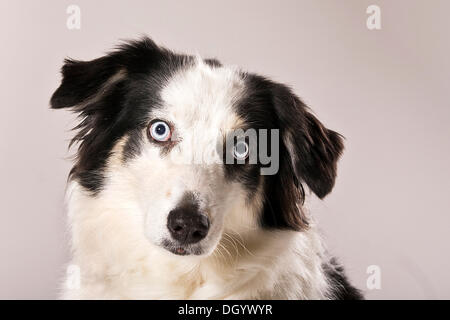 Australian Shepherd Dog, Porträt Stockfoto