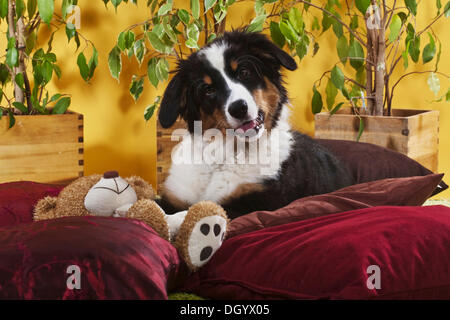 Australian Shepherd Welpen auf Kissen liegend Stockfoto